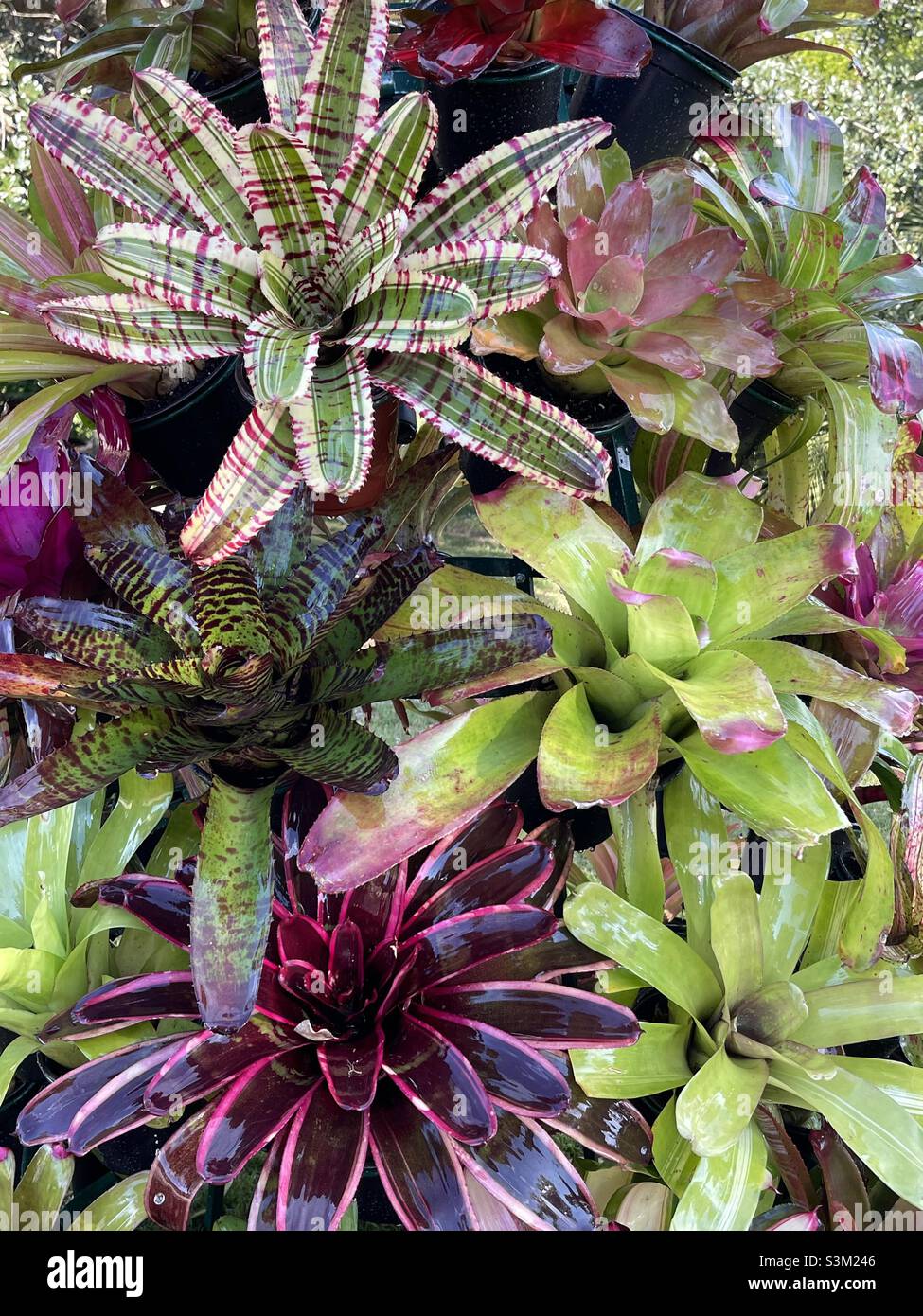 Variety of tropical bromeliad plants - Smartphone Captured Stock Image