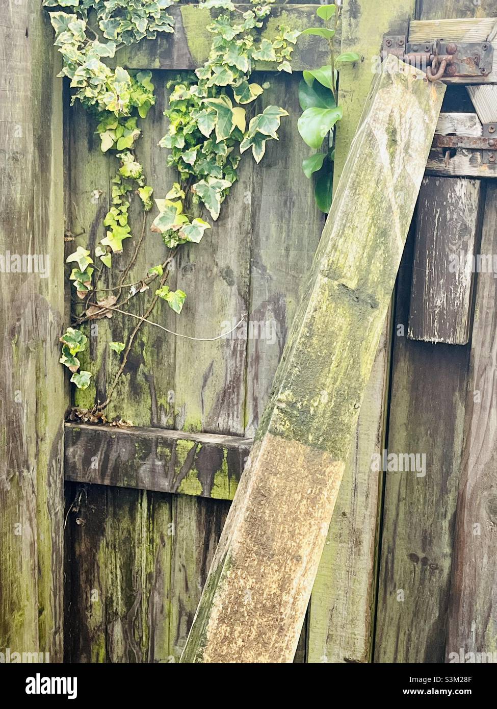 Ivy growing on fence hi-res stock photography and images - Alamy