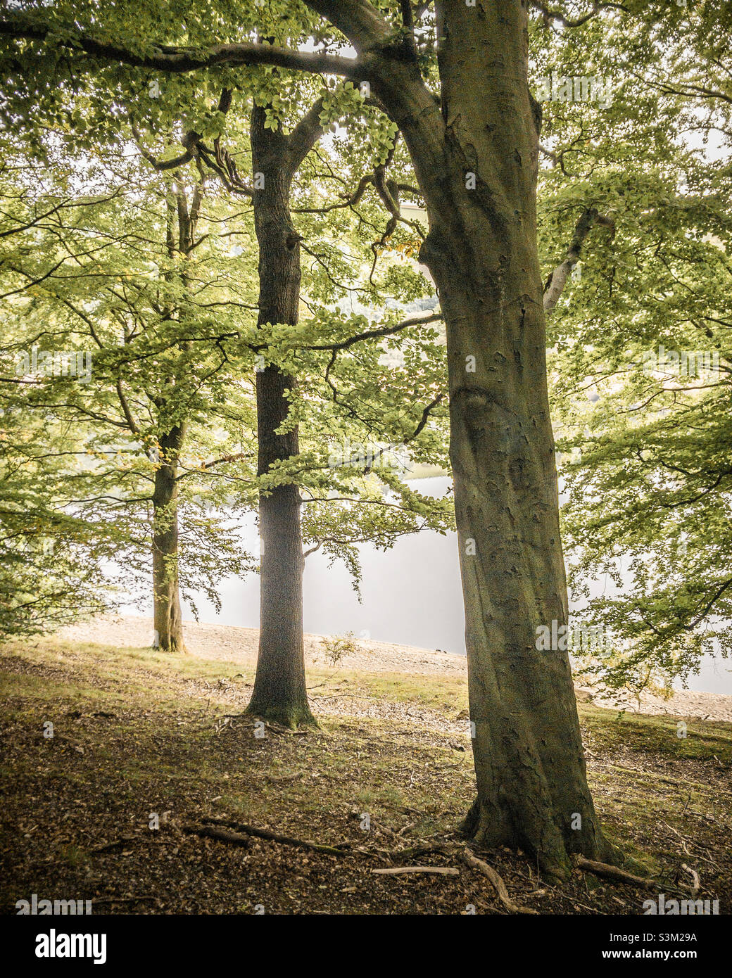 Glowing light through trees by Ladybower Reservoir, Peak District, UK - Smartphone Captured Stock Image