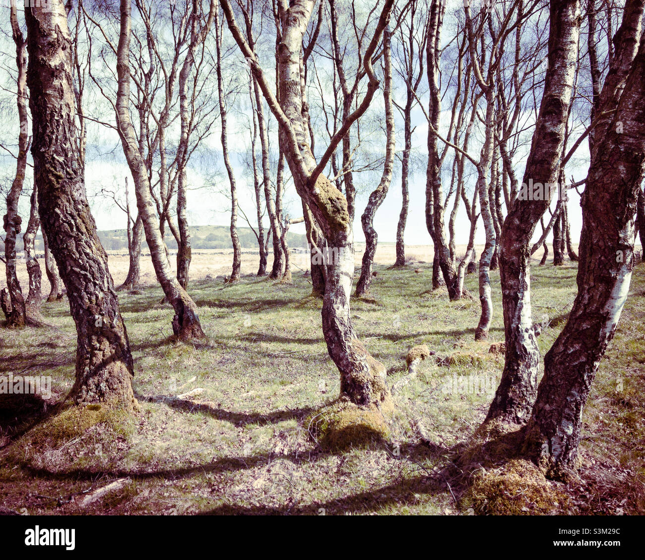 Trees on Froggatt Edge, Peak District, UK - Smartphone Captured Stock Image