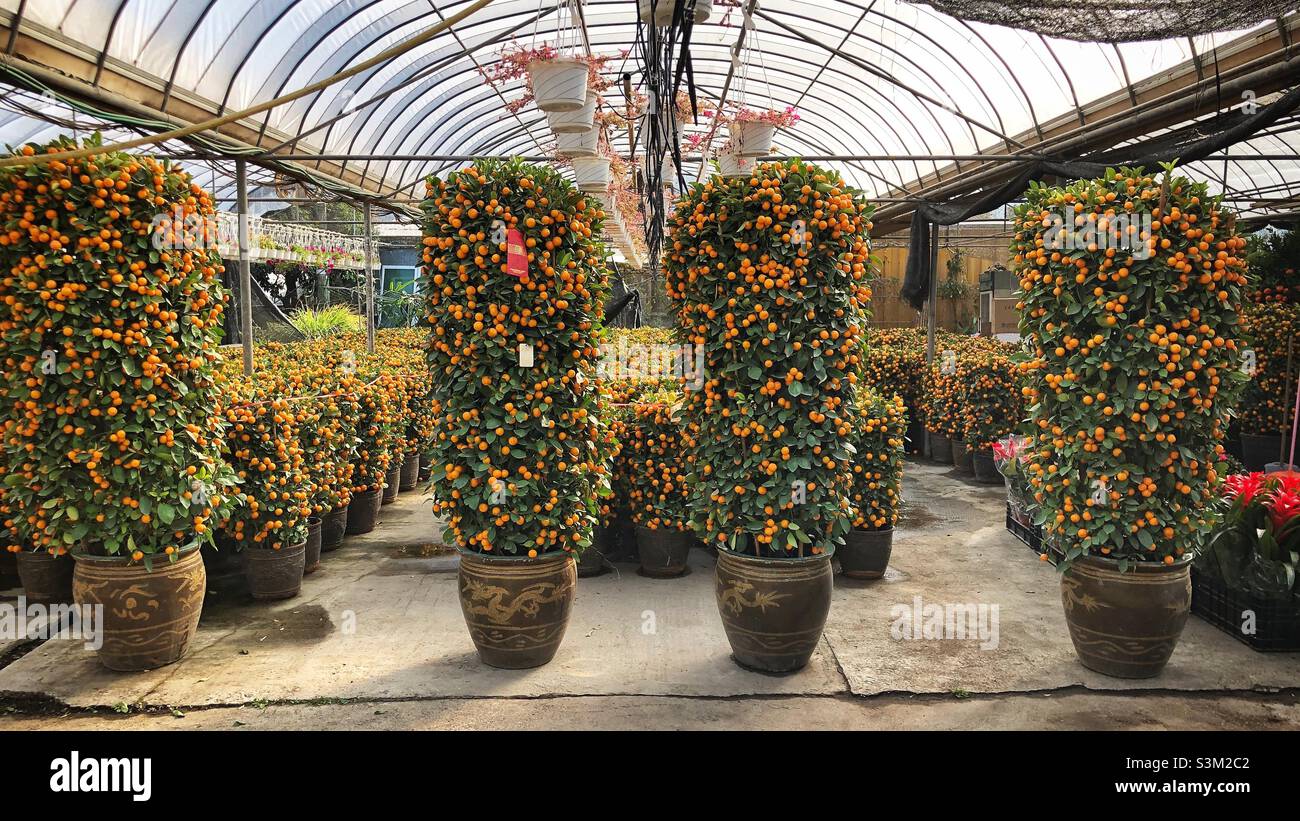chinese new year kumquat tree