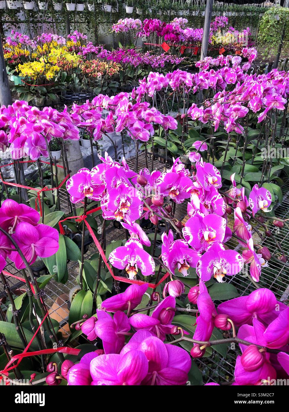 Orchids, popular decorations for Chinese New year, in a nursery in the New Territories, Hong Kong - Smartphone Captured Stock Image