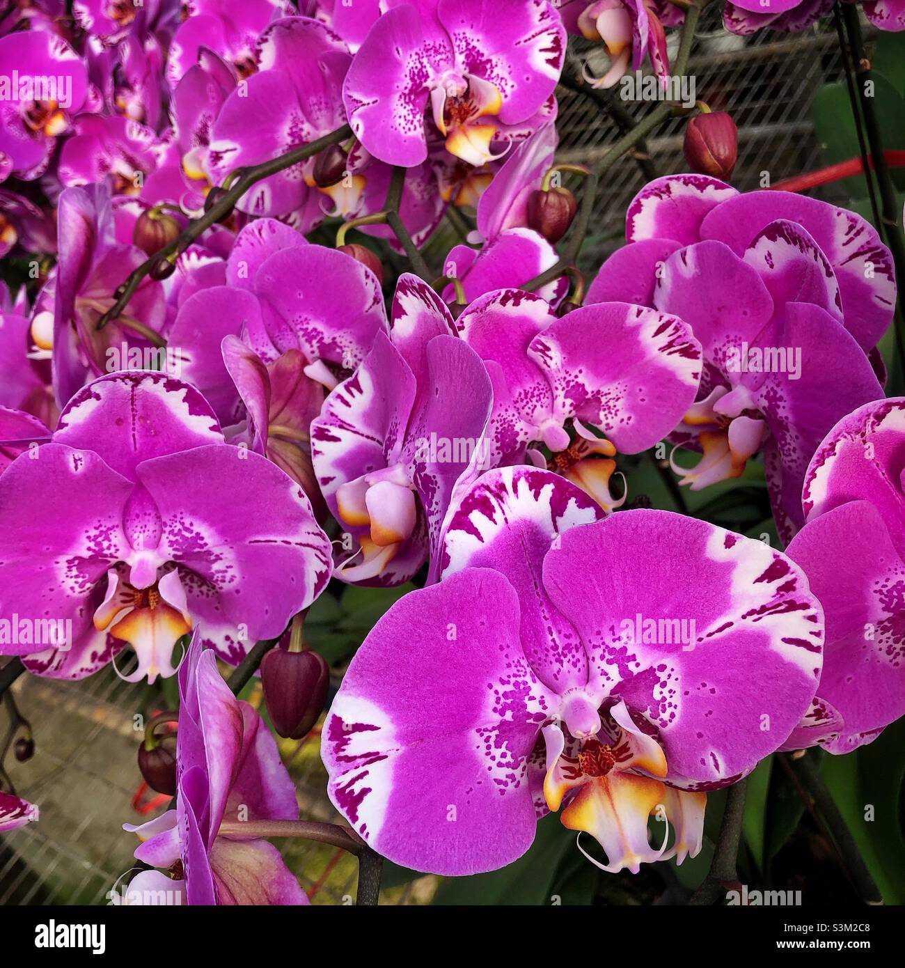 Orchids, popular decorations for Chinese New year, in a nursery in the New Territories, Hong Kong - Smartphone Captured Stock Image
