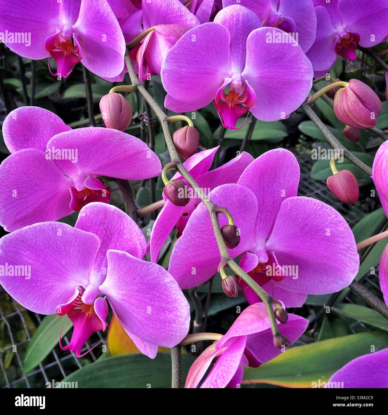 Orchids, popular decorations for Chinese New year, in a nursery in the New Territories, Hong Kong - Smartphone Captured Stock Image