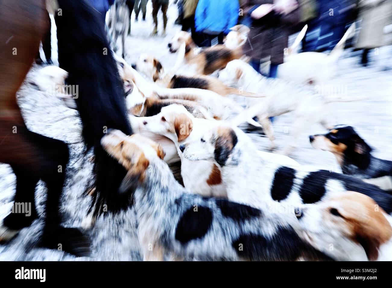Fox hounds following a horse at a Boxing Day meeting in England, United Kingdom - Smartphone Captured Stock Image