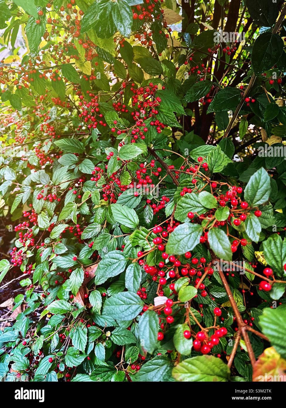 Snow Joey viburnum tree during autumn season in December loaded with