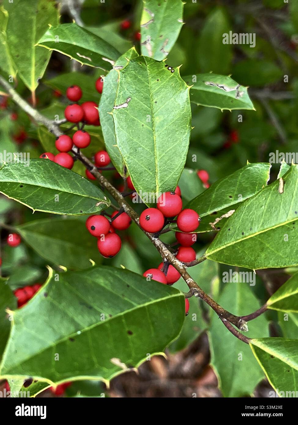 Red berries on a Savannah holly tree during autumn season Stock Photo