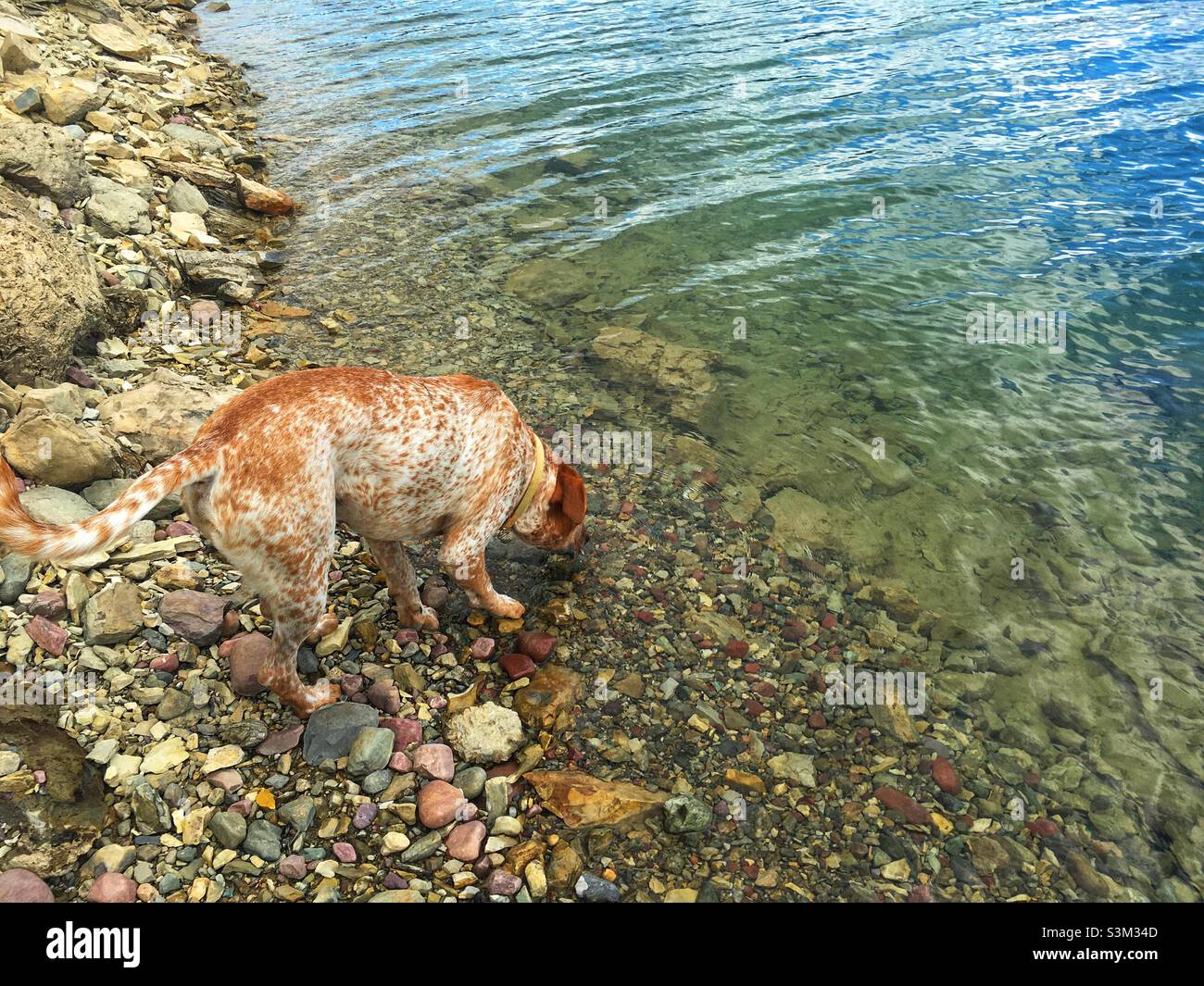 Thirsty dog Stock Photo