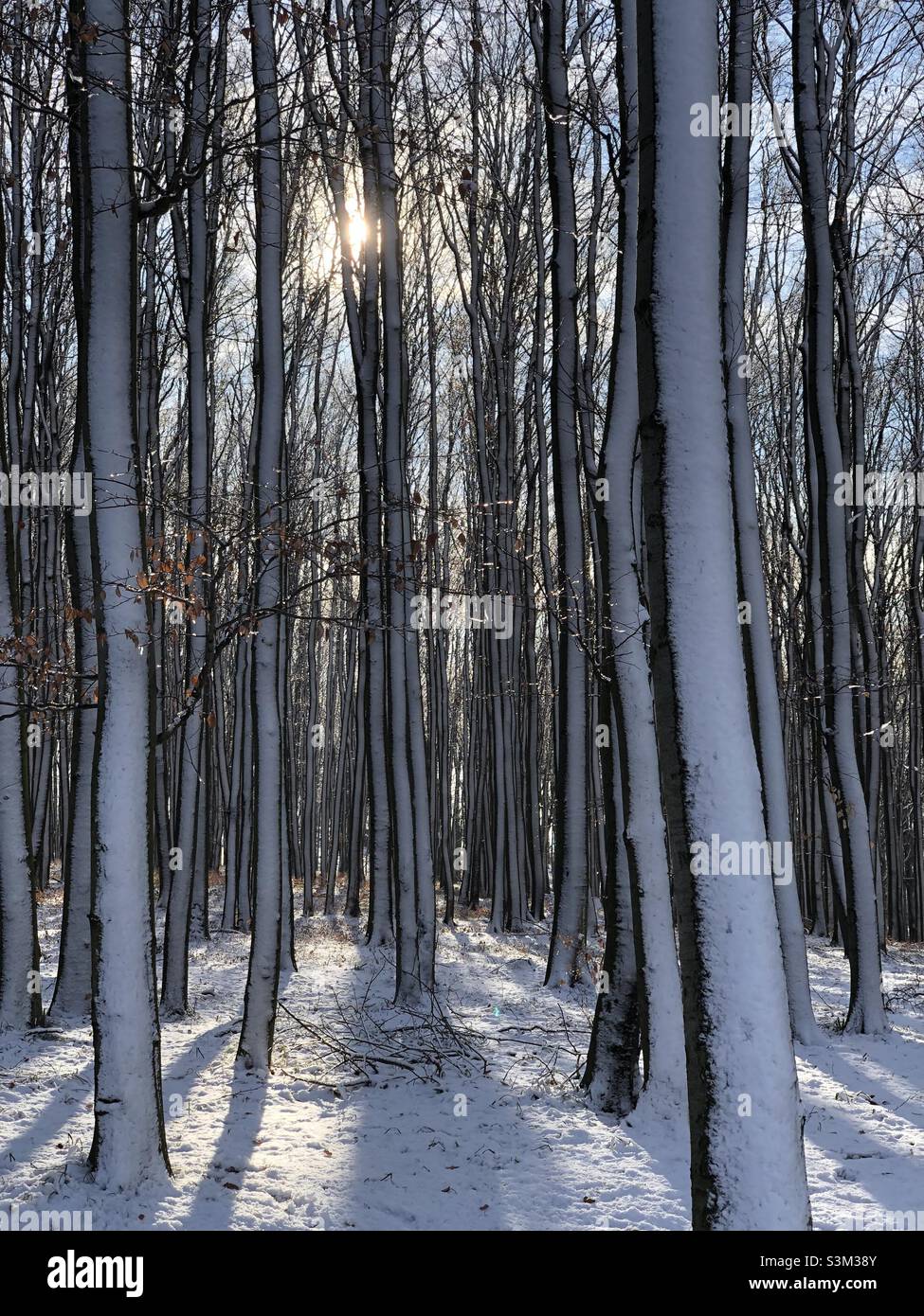 Snowyforest hi-res stock photography and images - Alamy