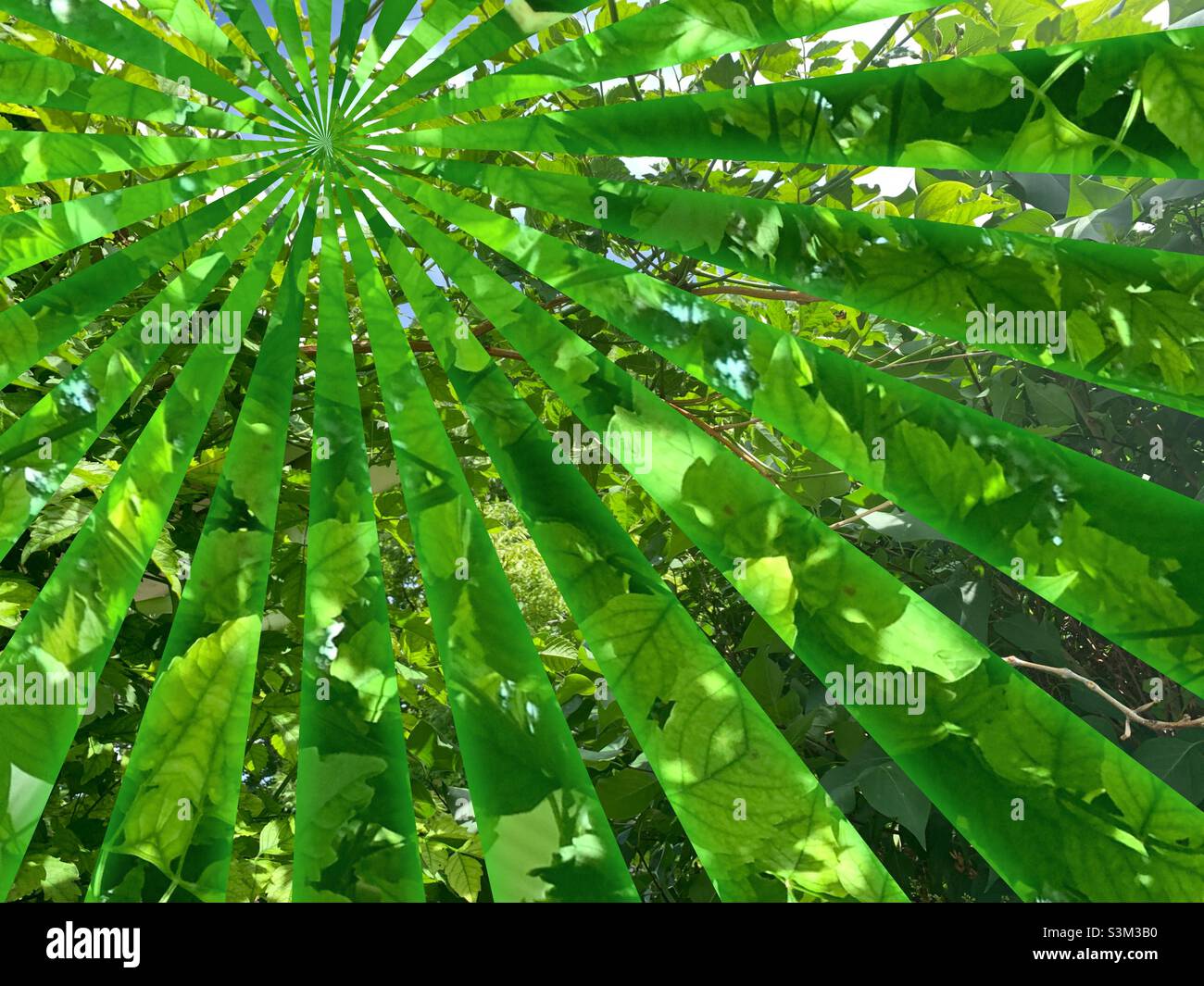 Overgrown vines and bushes nearly block a pathway around a home in Utah, USA. IOS app Fragment has been used to create the ray-like effect. - Smartphone Captured Stock Image