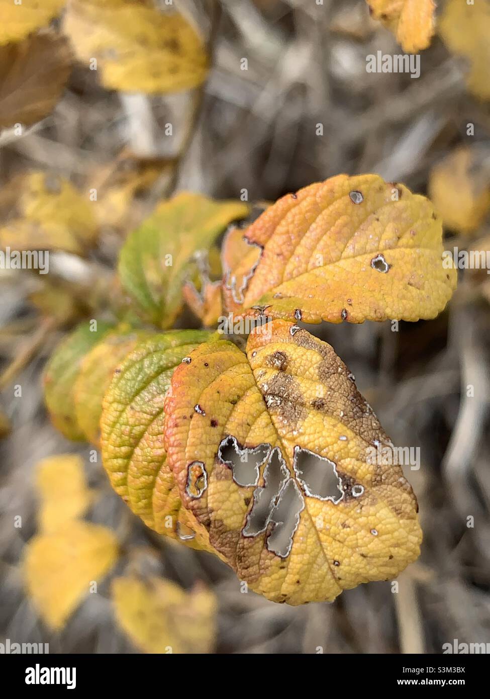 Yellow imperfect leaves Stock Photo
