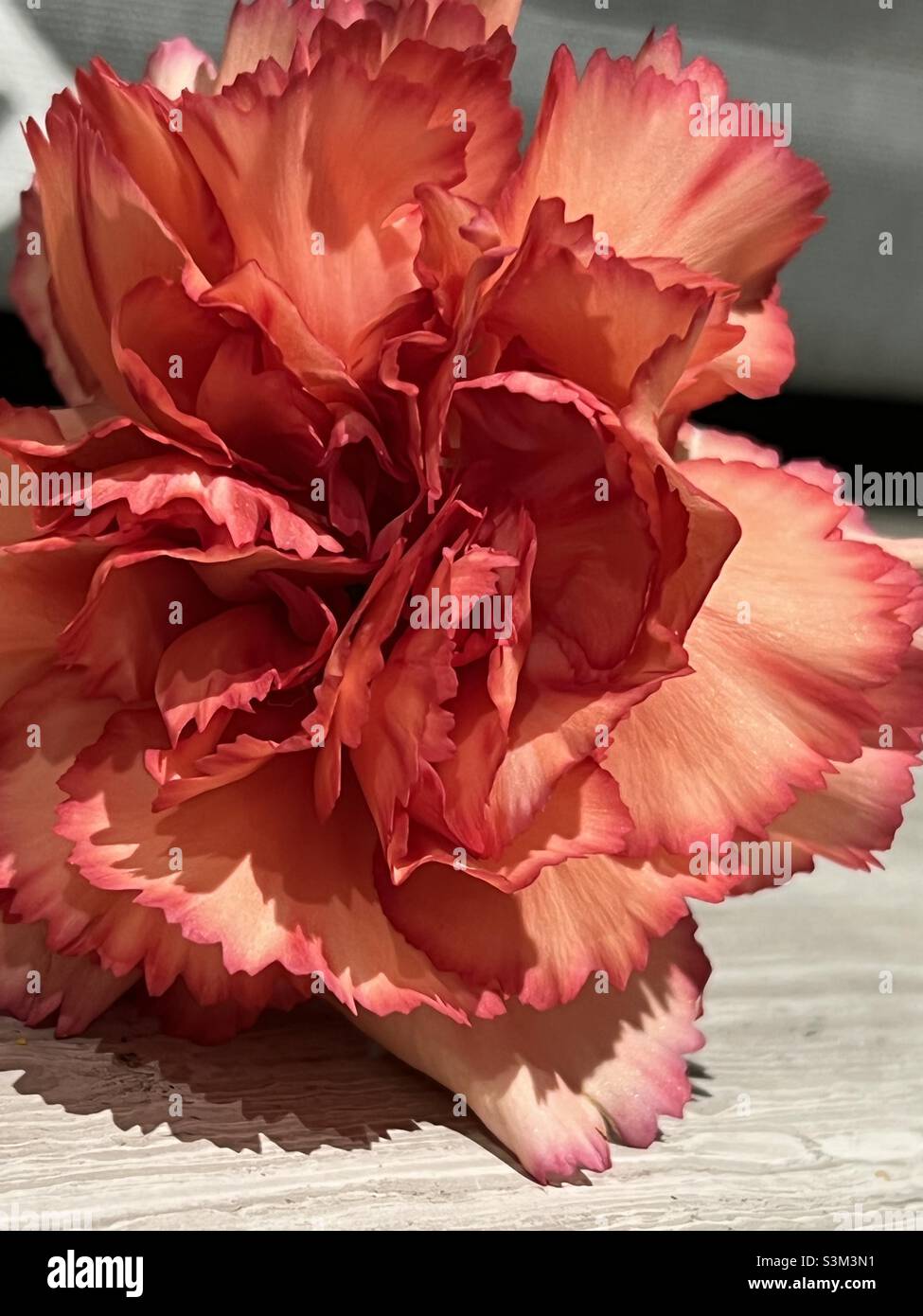 Single carnation - Smartphone Captured Stock Image
