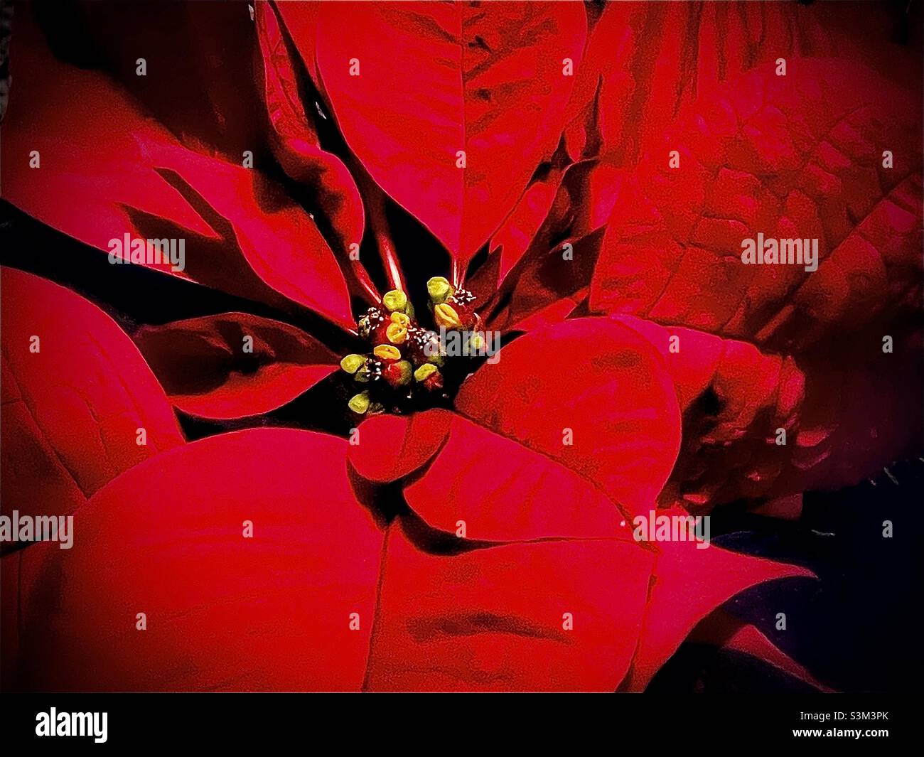 A top view of a vibrant, red poinsettia plant, also called the Christmas flower. Leaves are bright red with a velvety texture, and brighten wherever they’re placed during the holiday season. - Smartphone Captured Stock Image