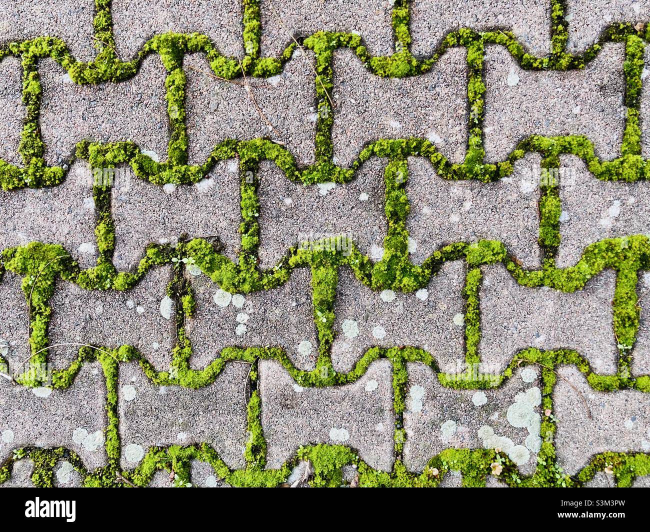 Paving stones overgrown with moss Stock Photo