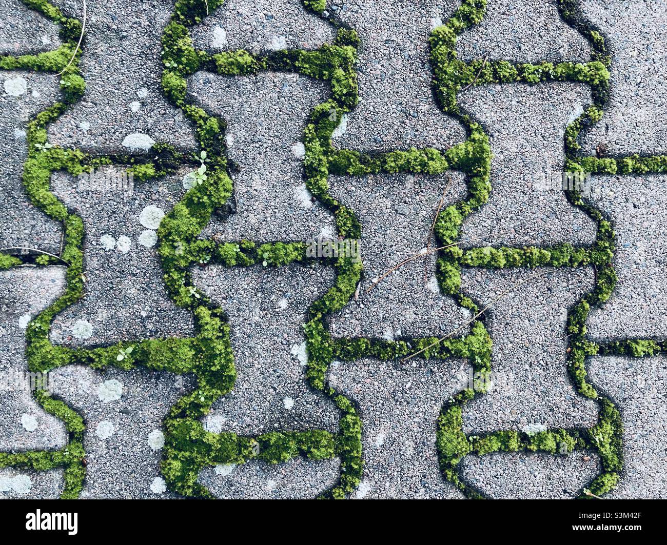 Paving stones overgrown with moss Stock Photo