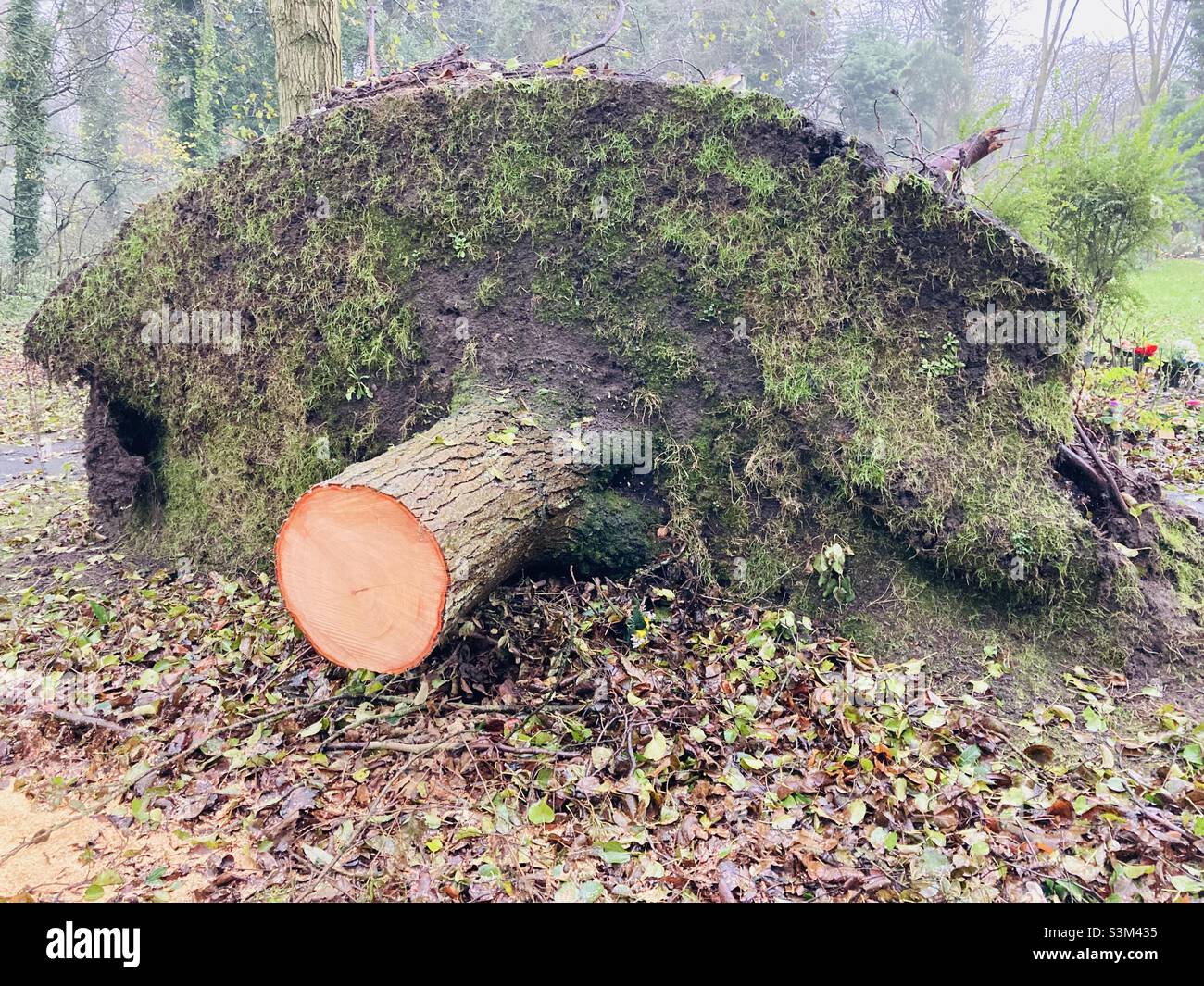 Uprooted tree after recent storms Stock Photo