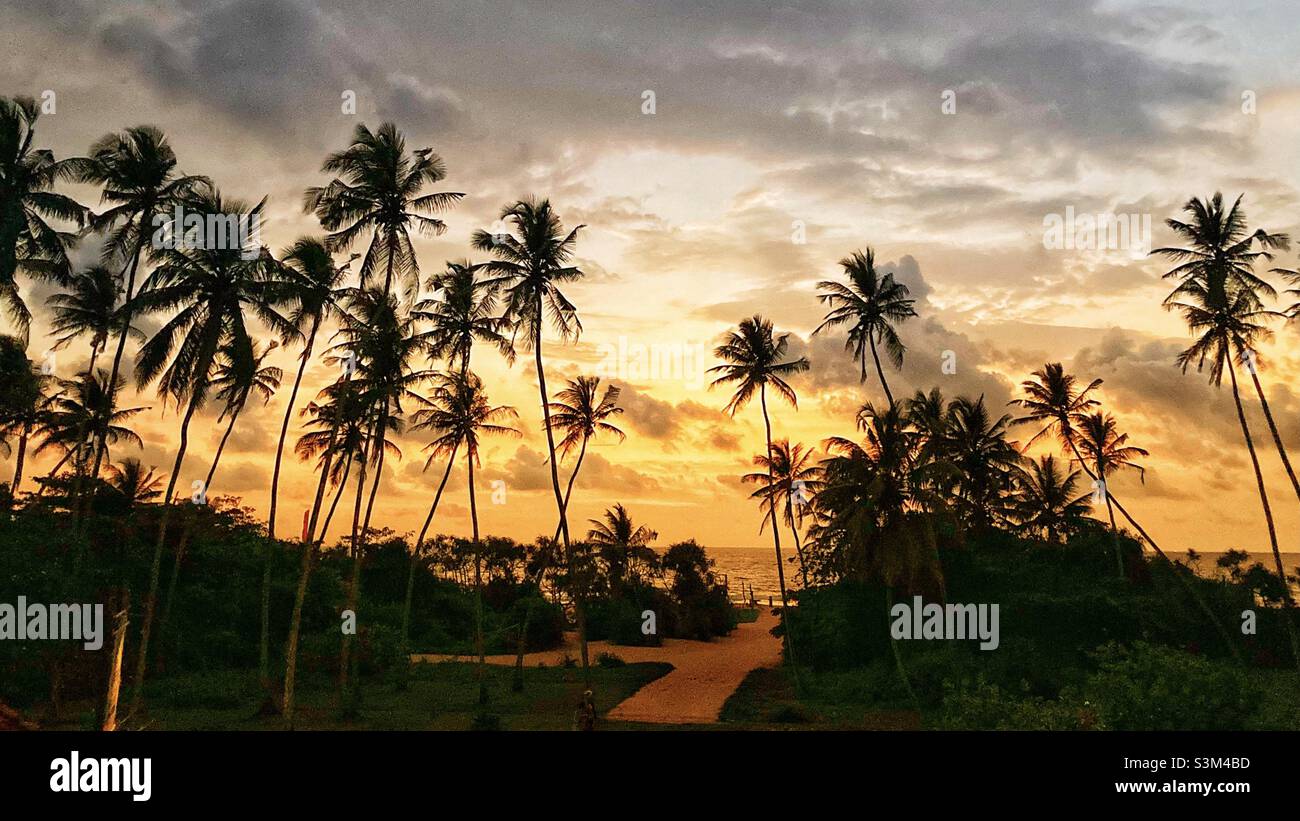 Sunset with Palm Trees in Bentota Sri Lanka - Smartphone Captured Stock Image