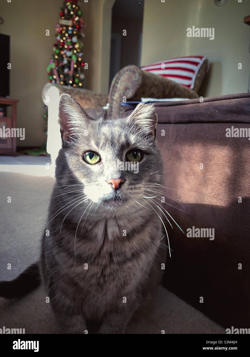 A cat with it’s face lit up by sunlight. The setting is in a living room with a Christmas tree in the background. - Smartphone Captured Stock Image A cat with it’s face lit up by sunlight. The setting is in a living room with a Christmas tree in the background. - Smartphone Captured Stock Image