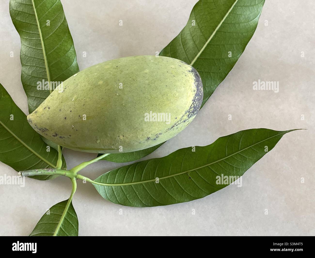 Waterlily mango fruit and its alternate leaves in Malaysia. Its mesocarp is sweet and juicy. Stock Photo