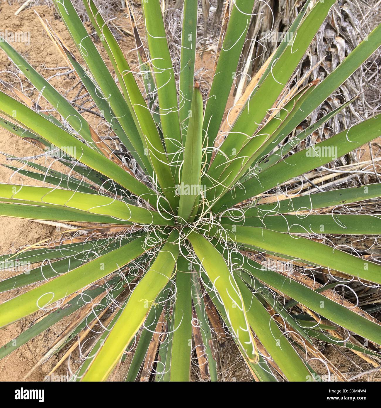 Yucca Plant California Native Stock Photo