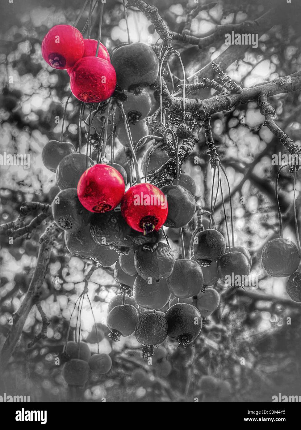 These berries are still clinging to the tree branches, even in mid-December when all the leaves are fallen and winter is knocking at the door, in Utah, USA. - Smartphone Captured Stock Image