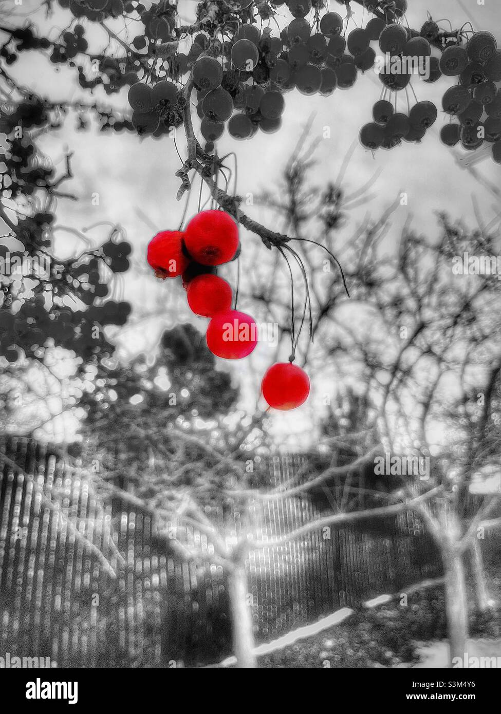 These berries are still clinging to the tree branches, even in mid-December when all the leaves are fallen and winter is knocking at the door, in Utah, USA. - Smartphone Captured Stock Image