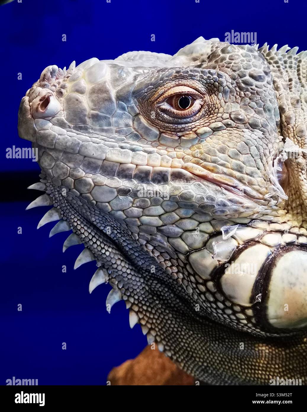 A closeup of a cute iguana Stock Photo