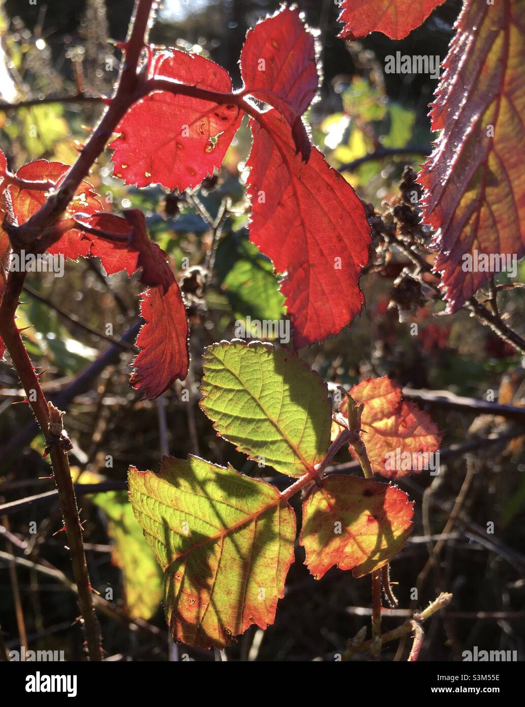 Leaves, light, winter, forest floor, red, green, yellow, orange, nature - Smartphone Captured Stock Image