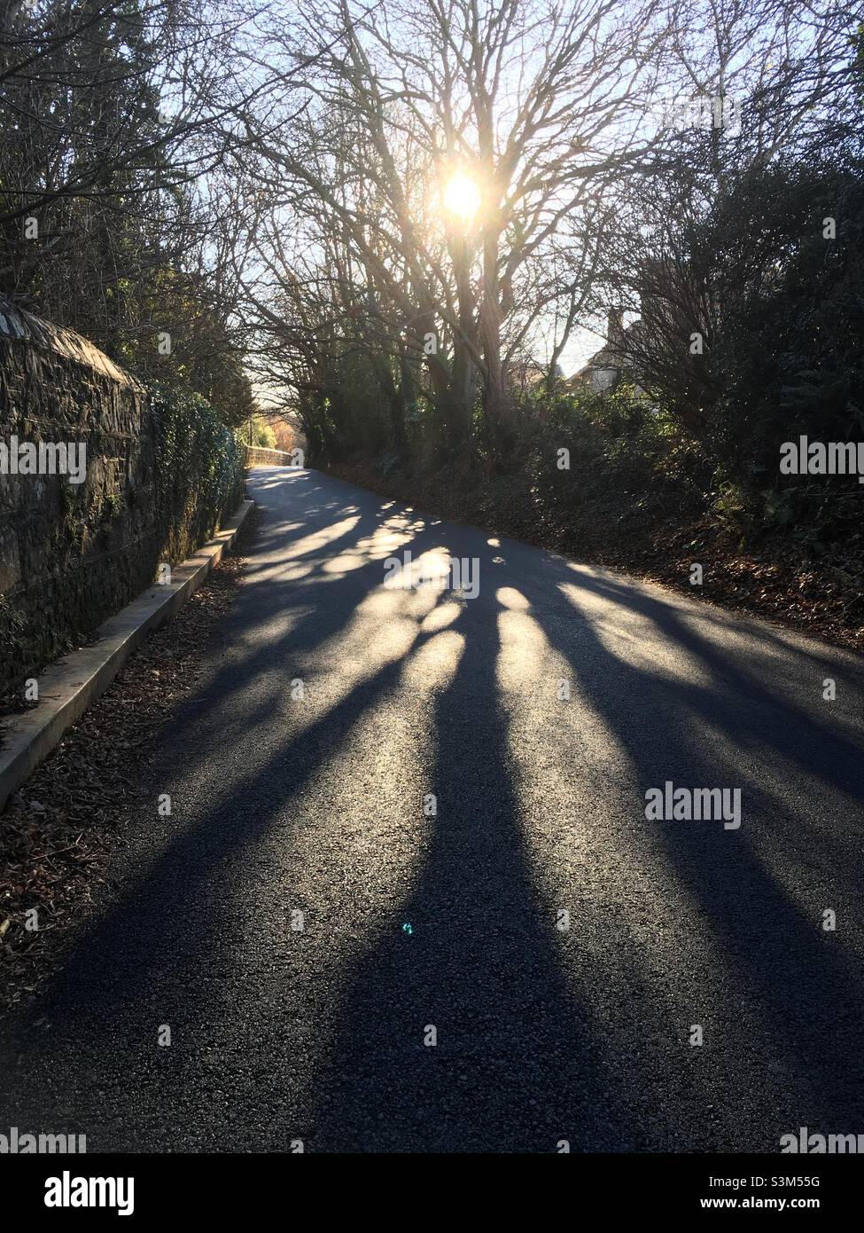 Roadway, light, shadows, trees, sunlight, winter sun, country road, sky, blue - Smartphone Captured Stock Image
