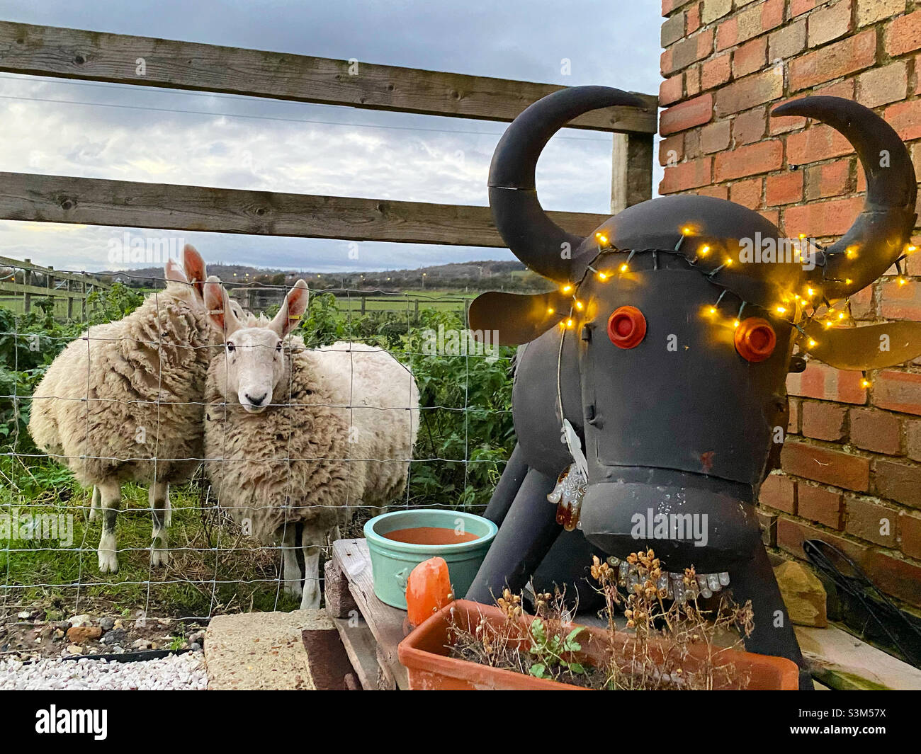 Christmas festive sheep, farm animals 2021 Stock Photo
