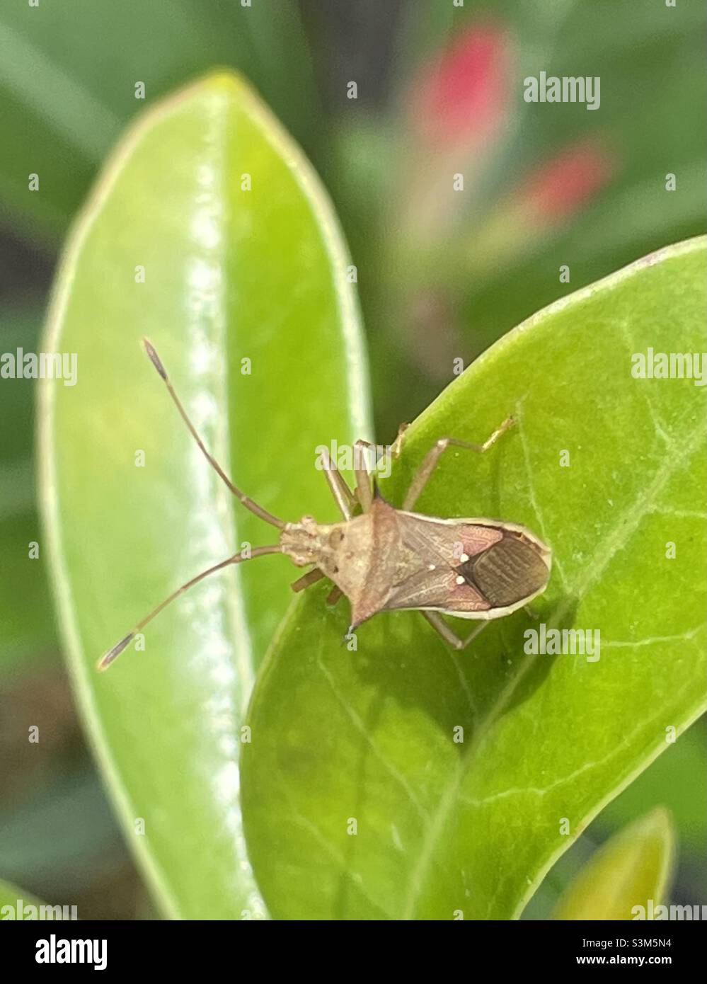 Stink bug perched on the leaf of Adenium sp in Malaysia. - Smartphone Captured Stock Image