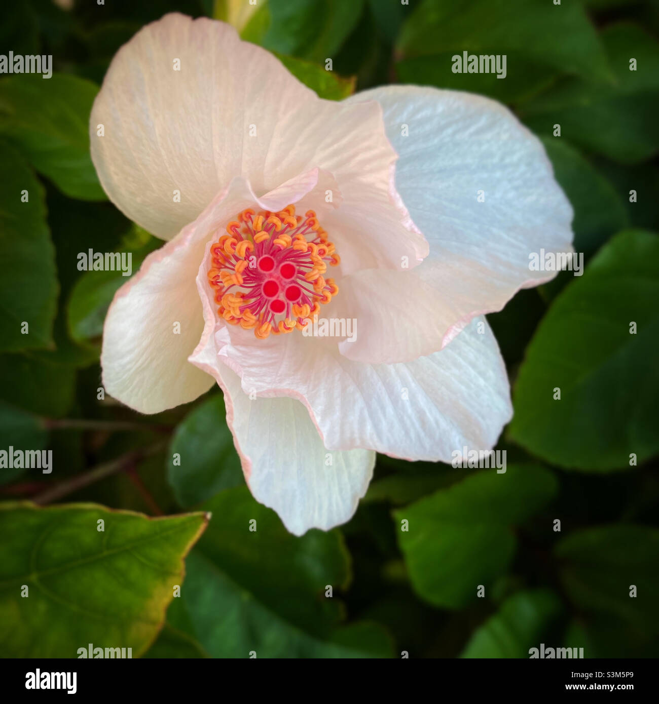 White hibiscus flower closeup - Smartphone Captured Stock Image