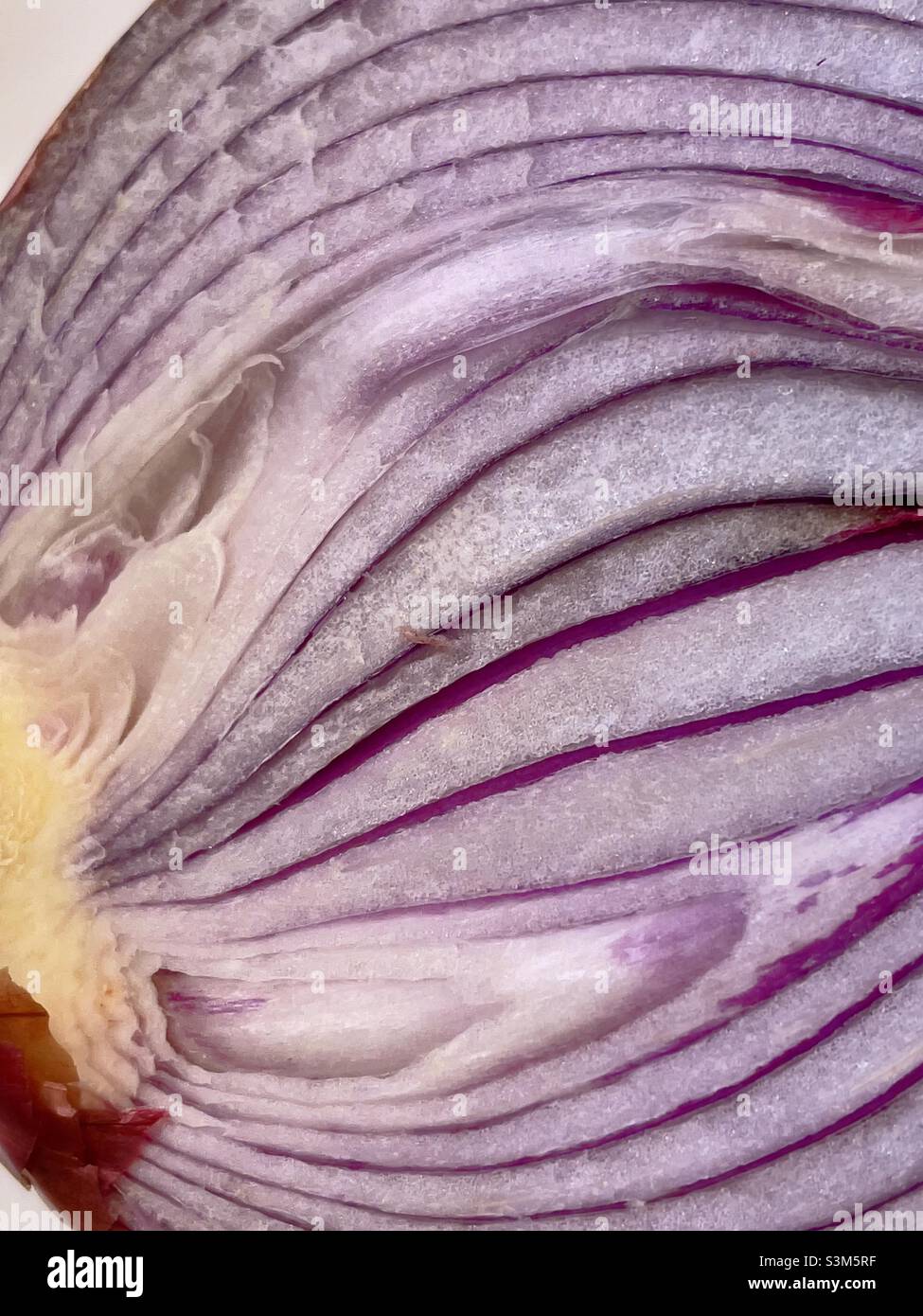 A slice through a red onion showing an abstract pattern in purple and white - Smartphone Captured Stock Image
