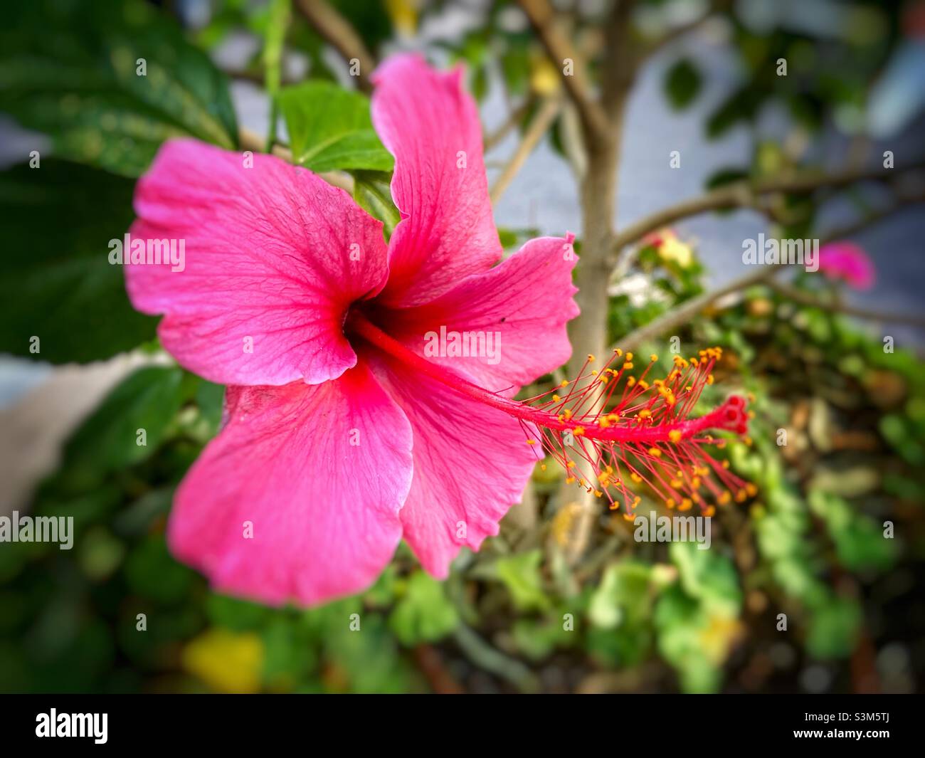 Beautiful pink hibiscus flower - Smartphone Captured Stock Image