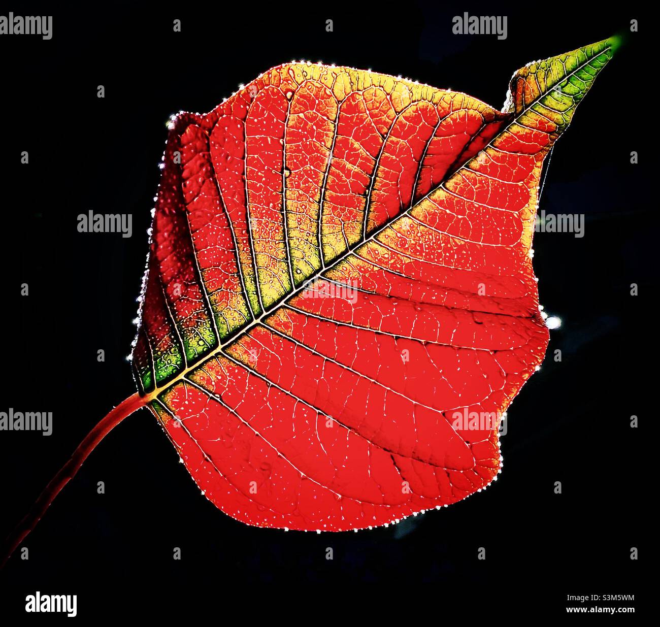Poinsettia leaf - Smartphone Captured Stock Image