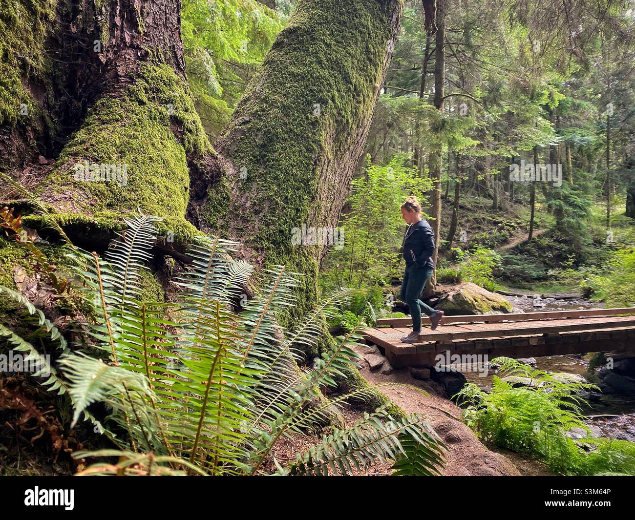 Woman hiking across wooden bridge in a lush, green, forest with a fern in the foreground in the Pacific Northwest, San Juan islands, Washington, USA. - Smartphone Captured Stock Image