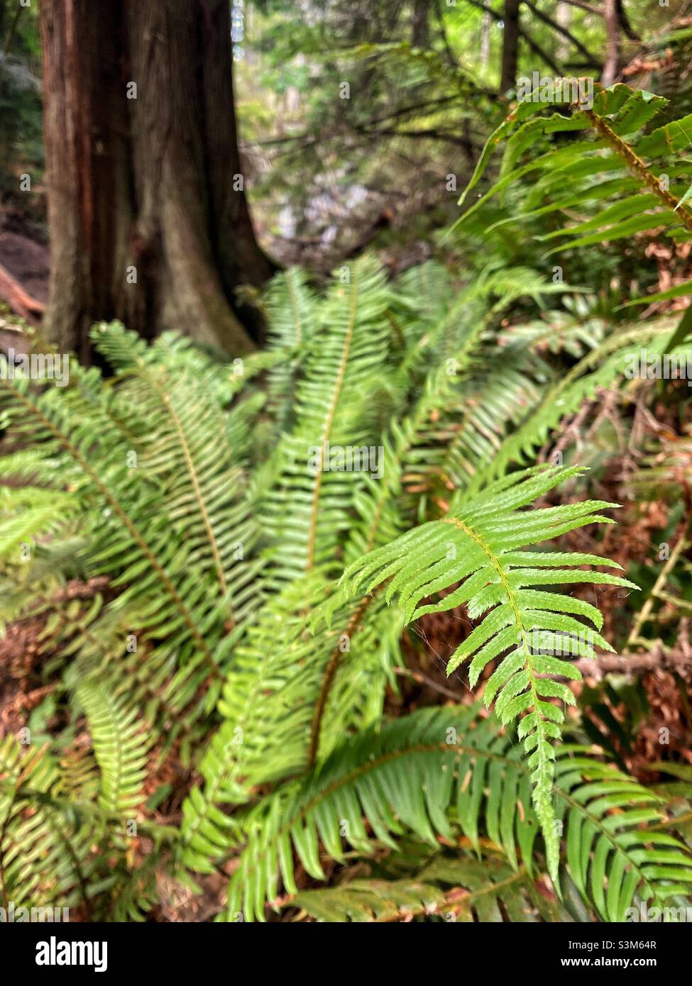 Bright green fern in a lush forest on a hiking trail in the Pacific Northwest, San Juan islands, Washington, USA. - Smartphone Captured Stock Image