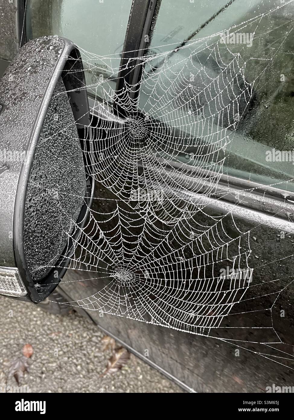 Wing mirror spider’s webs Stock Photo Alamy
