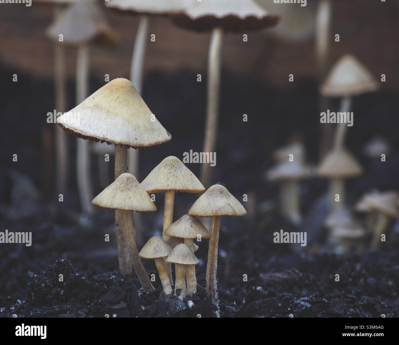 Panaeolus mushrooms growing out of soil - Smartphone Captured Stock Image