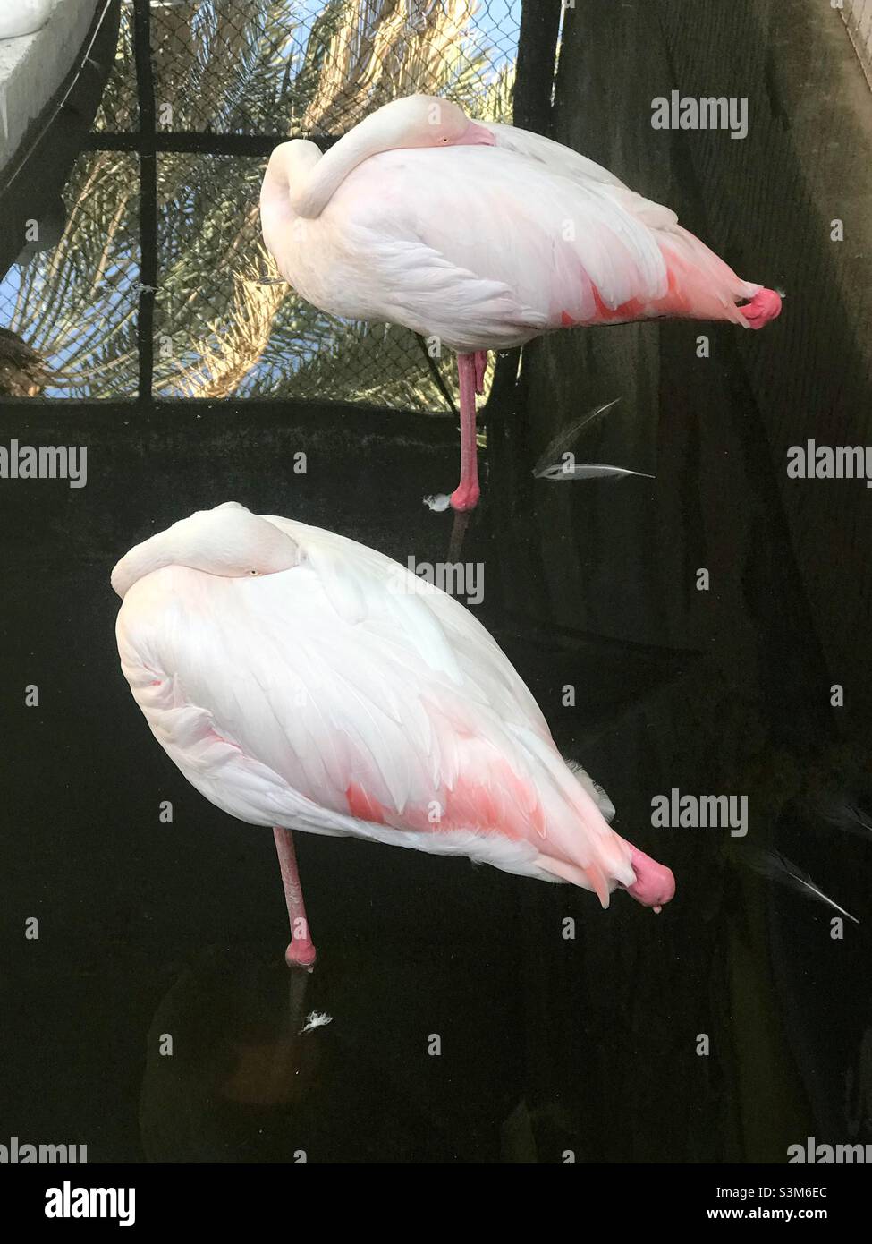 Day break: a pair of flamingo resting with their heads buried within their feathers - Smartphone Captured Stock Image