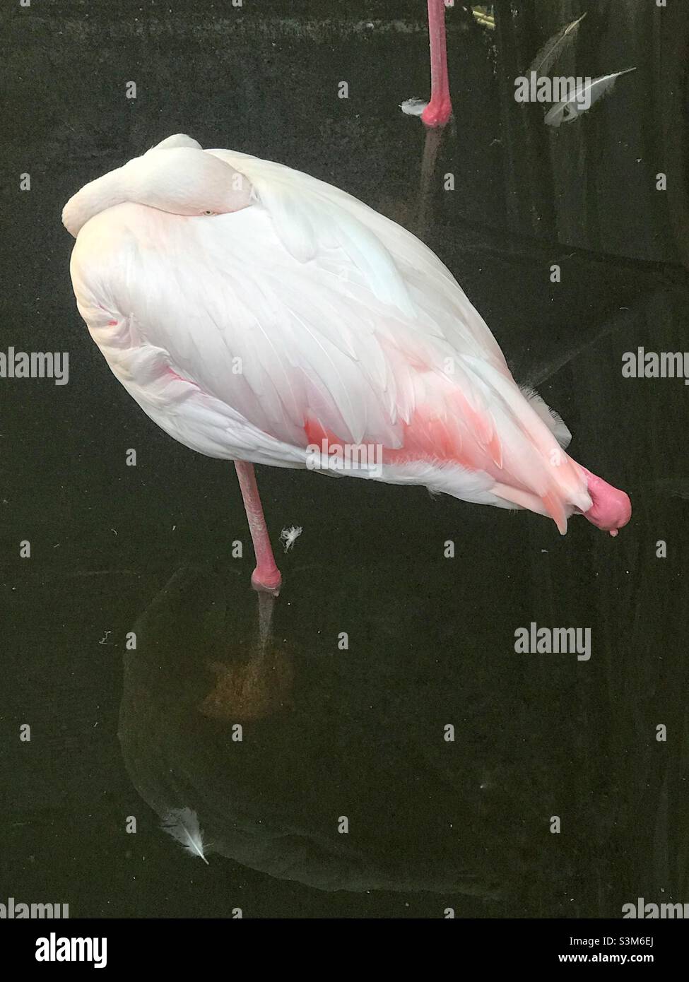 A flaming ,Phoenicopterus roseus sleeping while resting its head on its body - Smartphone Captured Stock Image