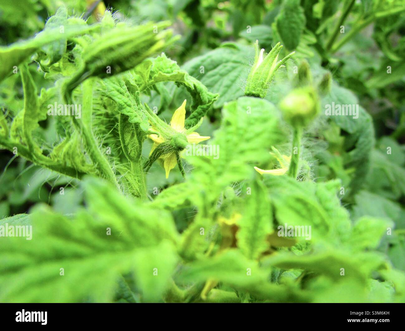 Image of tomato plants blooming and preparing to bear fruit - Smartphone Captured Stock Image