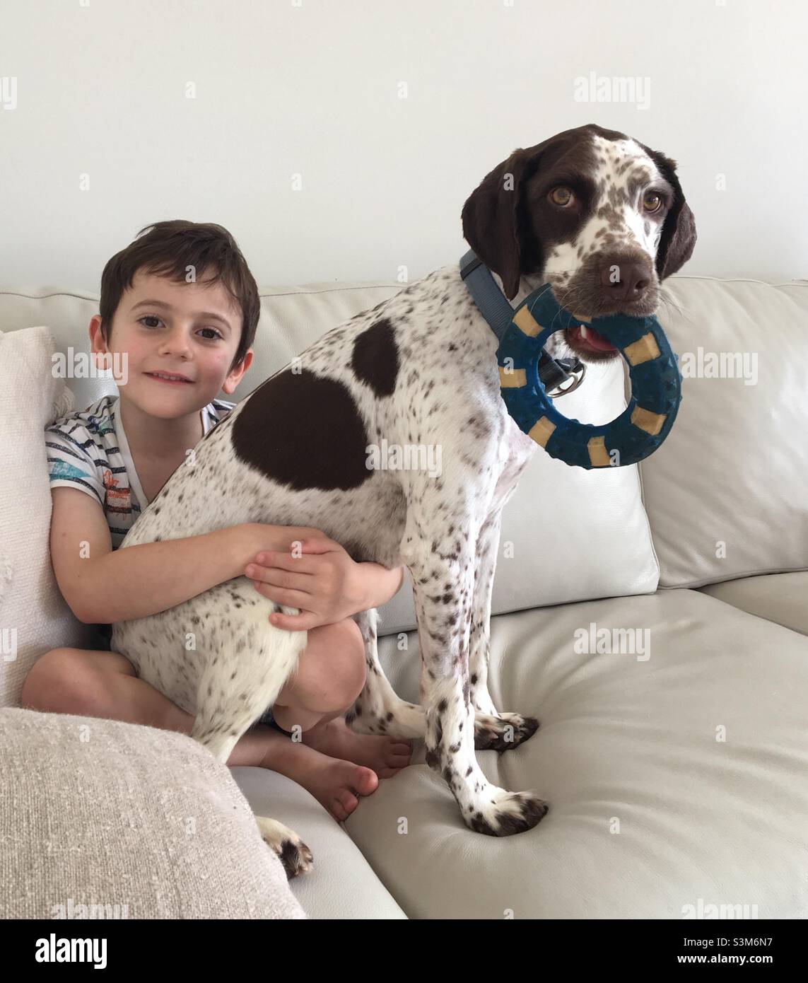 Little Boy hugs his English Springer Spaniel who is holding a dog toy. Stock Photo