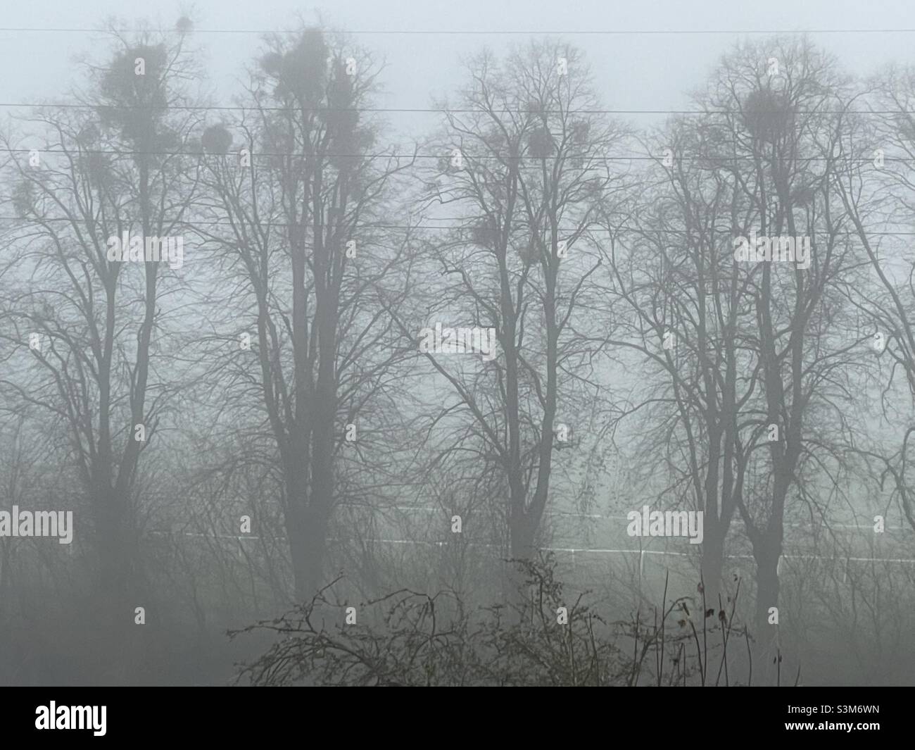 A row of trees along the edge of the Pitchcroft racecourse in Worcester seen through the morning mist - Smartphone Captured Stock Image