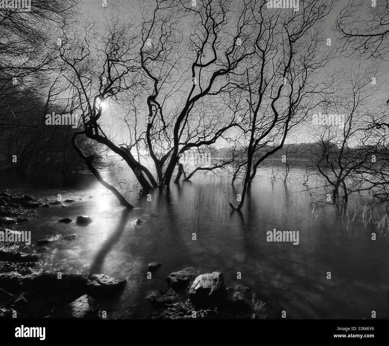 Submerged trees at Rivington reservoir against sun Stock Photo