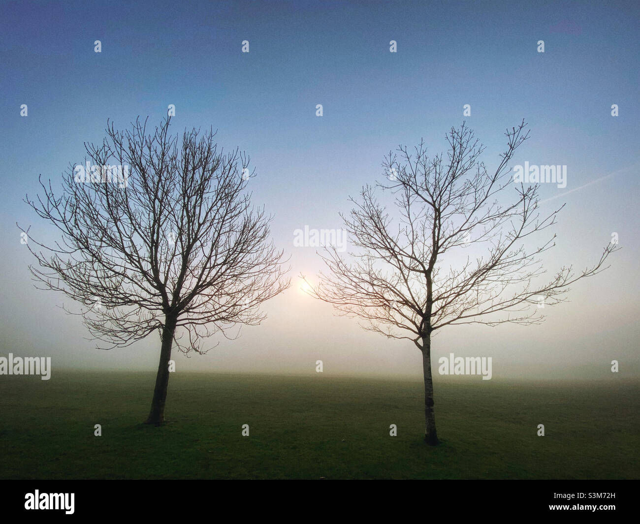 Two bare trees in mist covered park with washed out sun Stock Photo