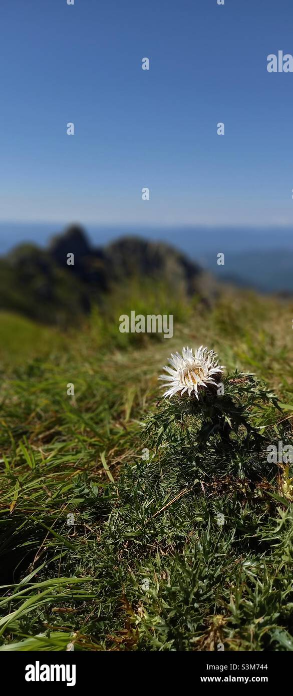 edelweiss on top of the mountain Stock Photo