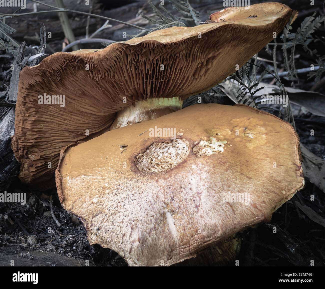 Large Hymenogastraceae mushrooms - Smartphone Captured Stock Image