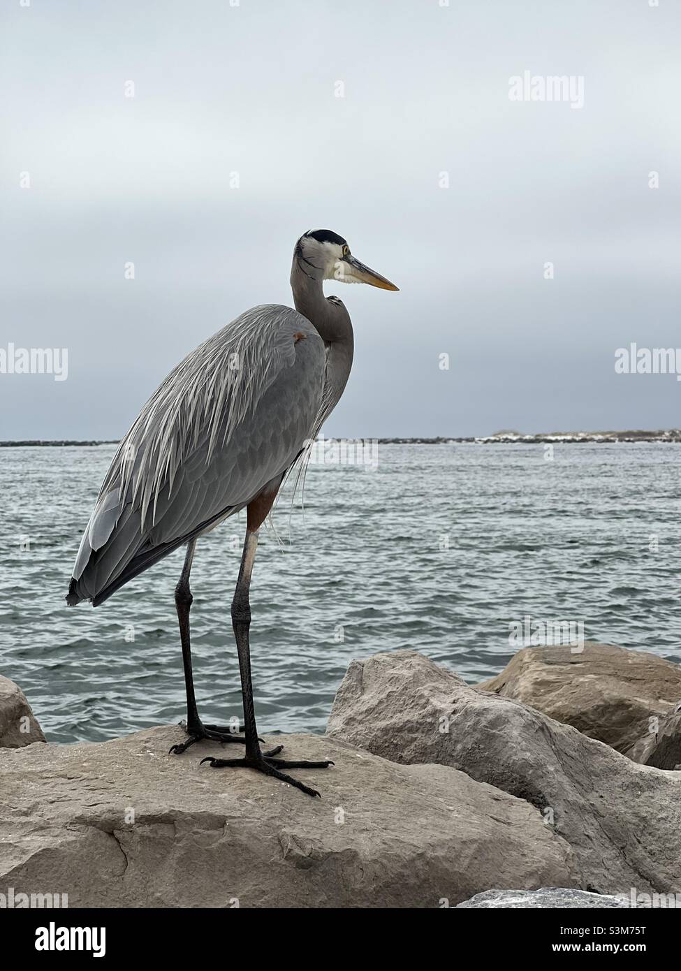 Great blue heron standing on rocky shoreline - Smartphone Captured Stock Image