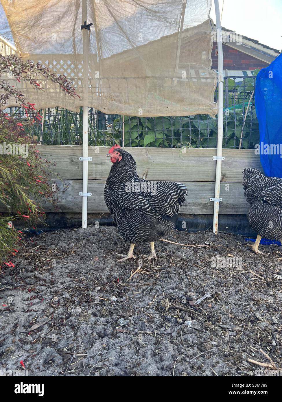Backyard vegetable garden with chickens - Smartphone Captured Stock Image